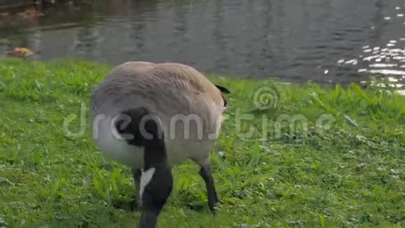 灰鹅吃草视频的预览图