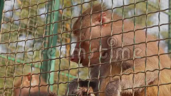 一只日本猕猴在笼子里一只日本猕猴从一个人手取食物一只日本猕猴在动物园里视频的预览图