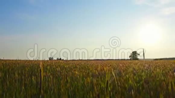 飞过黑麦的田野视频的预览图