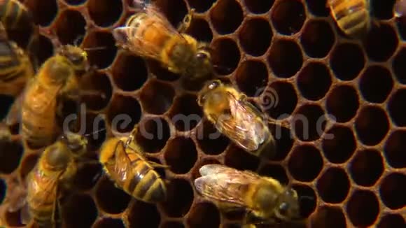 在蜂巢上工作的蜜蜂视频的预览图