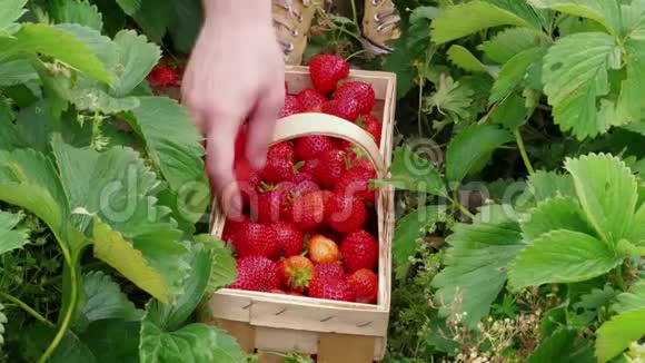 把红草莓放到花园里的篮子里视频的预览图