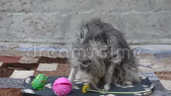 一只老狗坐在院子里视频的预览图
