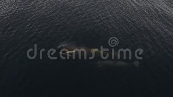 南极的虎鲸在船附近游泳视频的预览图
