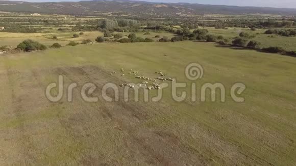 鸟瞰鸟瞰成群羊在田野里奔跑视频的预览图