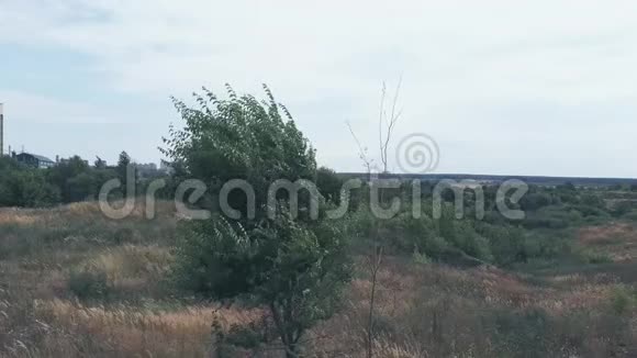那棵树在田野里随风摇曳单树视频的预览图