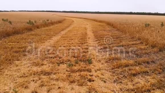 从一个部分播种成熟麦田的鸟瞰小麦的全景运动农业生产面包视频的预览图