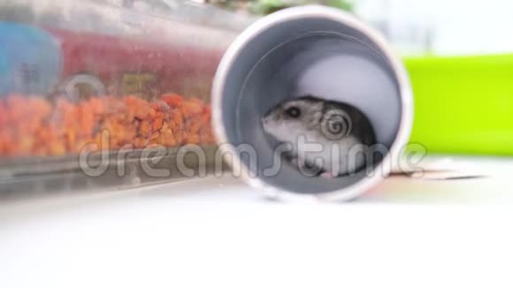 小津仓鼠坐在一个管子里就像在一个洞里一样把他的外套擦得很近宠物和动物食品的概念4k视频的预览图