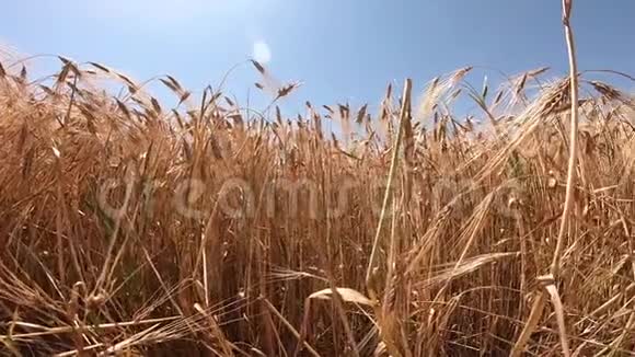 阳光明媚的一天成熟的麦田视频的预览图