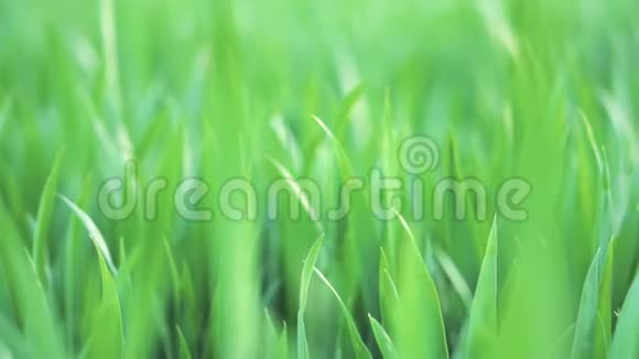 俯视特写绿色麦草的推拉镜头春天与生态或农业的概念视频的预览图