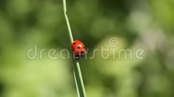 草地上的瓢虫美丽的瓢虫在叶离焦背景绿草中瓢虫的宏观照片大型昆虫视频的预览图