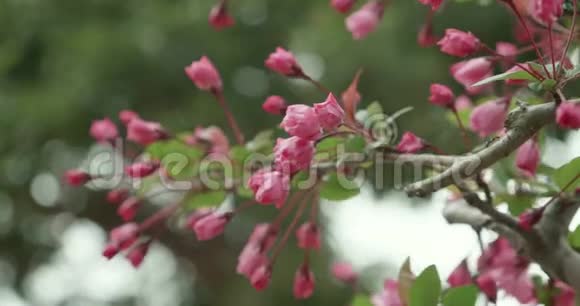 日本樱花季中的粉樱芽萌发视频的预览图