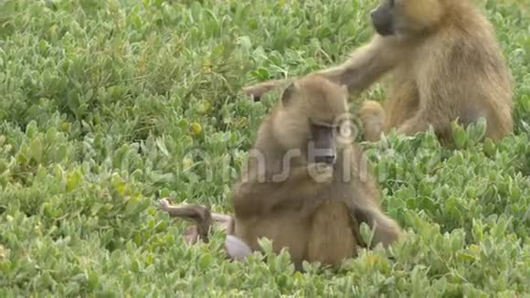 在安博塞利国家公园一只小橄榄狒狒和妈妈在树叶上觅食视频的预览图