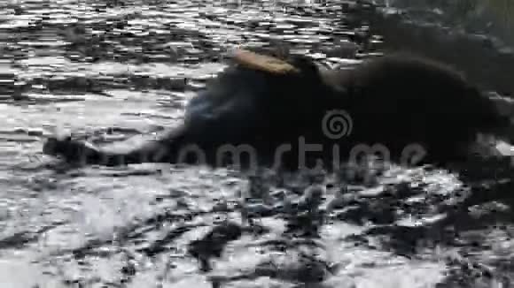 小象在水里玩视频的预览图