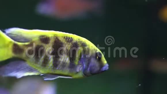 有不寻常颜色斑点的鱼海洋动植物水下生命背景模糊的波克效应鱼的肖像视频的预览图