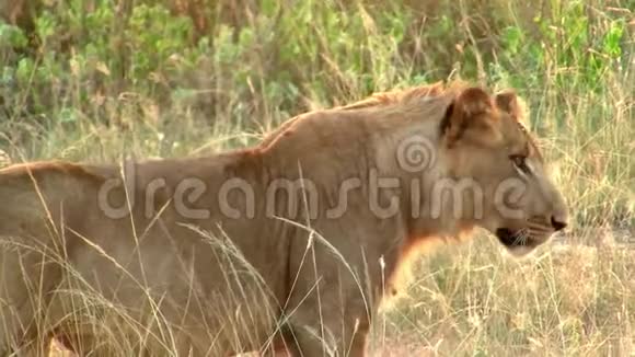 雌狮在金草中漫步视频的预览图
