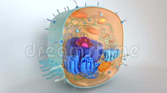人类细胞内部结构视频的预览图