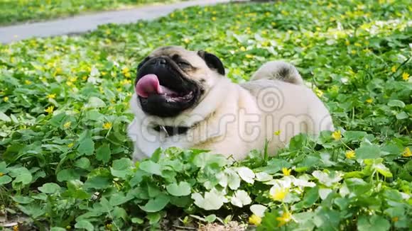一只小狗躺在森林里一片开花的草地上呼吸急促视频的预览图
