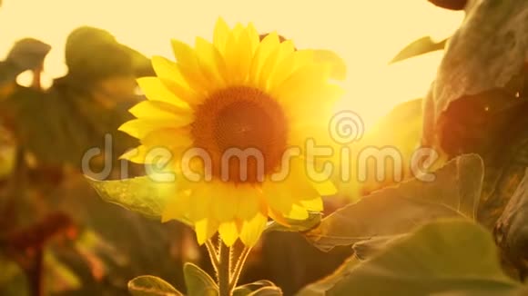 太阳花在阳光下视频的预览图