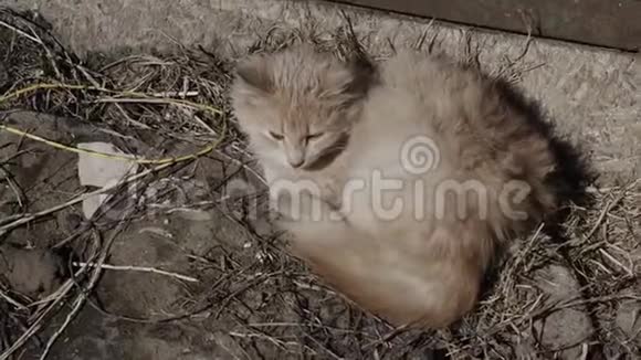 姜小猫在街上无家可归视频的预览图
