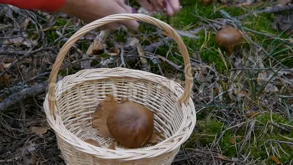 森林里的蘑菇一个女孩用刀切蘑菇然后放进篮子里特写镜头秋天的天气视频的预览图