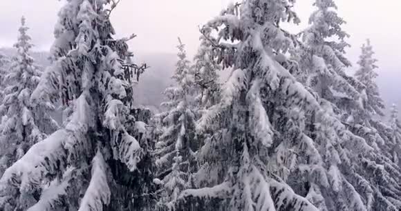 俯瞰覆盖着雪的山屋飞越冰冻的雪杉和松树森林舒适的山间小屋视频的预览图