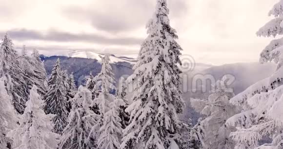 俯瞰覆盖着雪的山屋飞越冰冻的雪杉和松树森林舒适的山间小屋视频的预览图