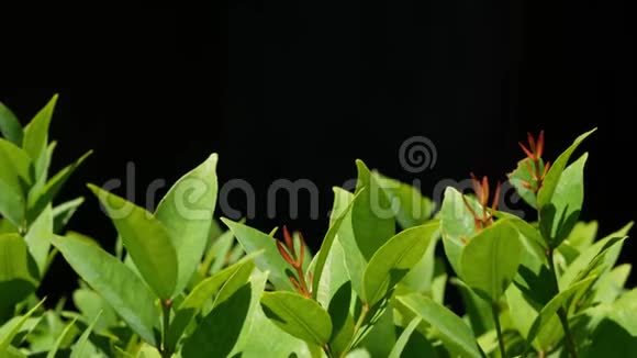 种植在种植园上的绿色植物在黑色背景下生长在种植园上的绿叶植物视频的预览图
