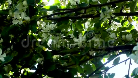 阳光闪烁闪耀着盛开的苹果树叶子倾斜着视频的预览图