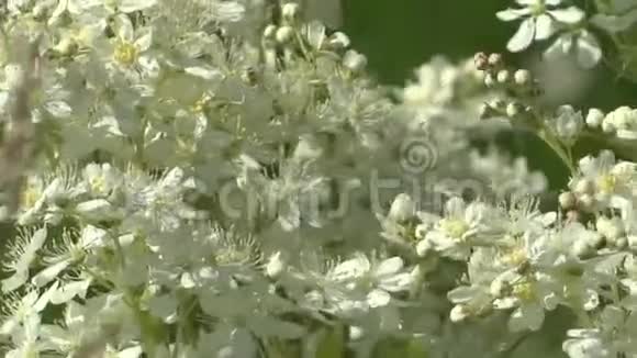 春天的野花在草地上视频的预览图