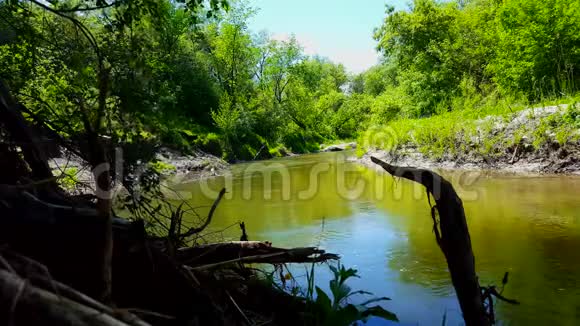 美丽的河流在夏季被森林树木包围从林地内的翠湖岸边看风景视频的预览图