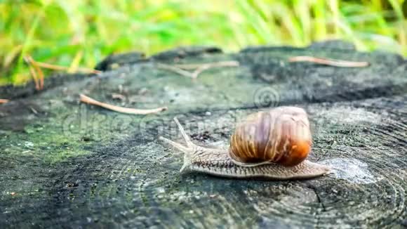 蜗牛爬行自然时间流逝视频的预览图