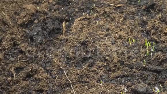农业和植物的概念从地上长出嫩草芽视频的预览图