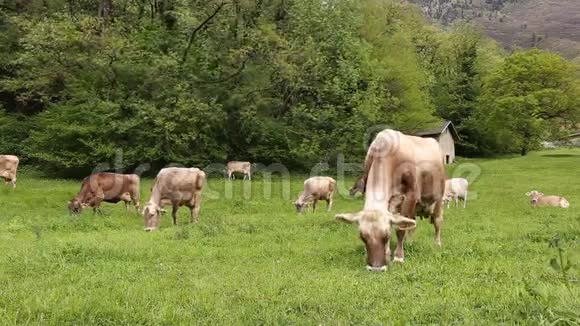 在绿色草地上放牧的牛群视频的预览图