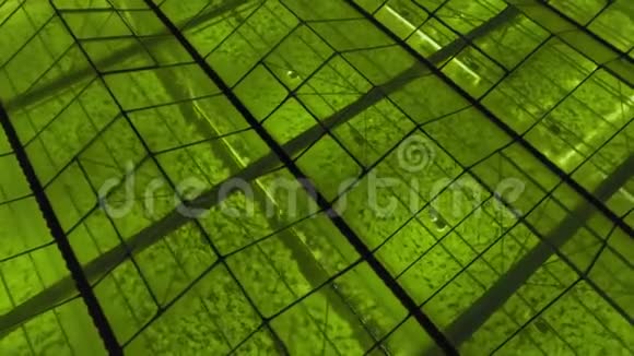 空中温室的外部镜头与LED灯的生长植物视频的预览图
