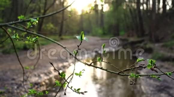 日落时溪流背景上的绿叶视频的预览图