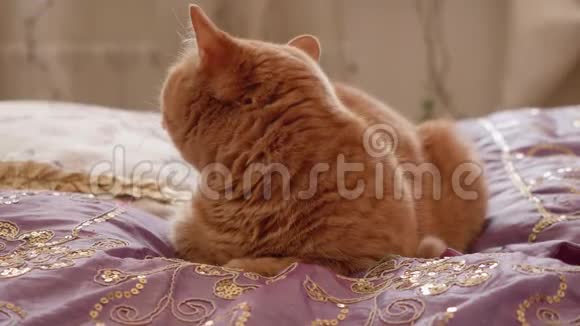 近距离观看姜英猫静静地坐在床上看着镜头视频的预览图