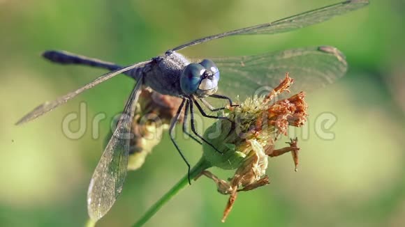 蓝色大眼睛的蜻蜓吃花上的蜜露刮风视频的预览图