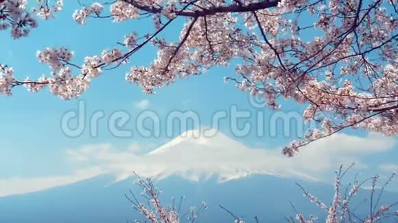 蓝天富士山樱花视频的预览图