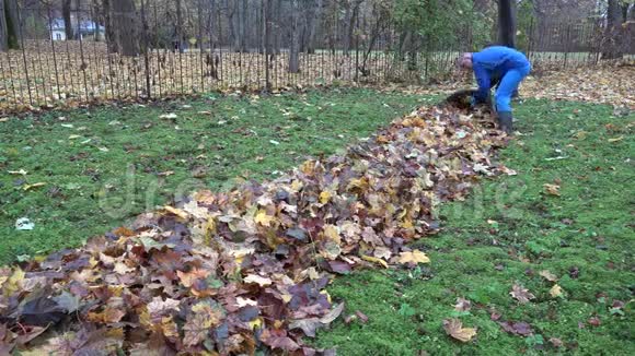 在秋天的花园里男人把干燥的叶子塞进材料袋袋里4K视频的预览图