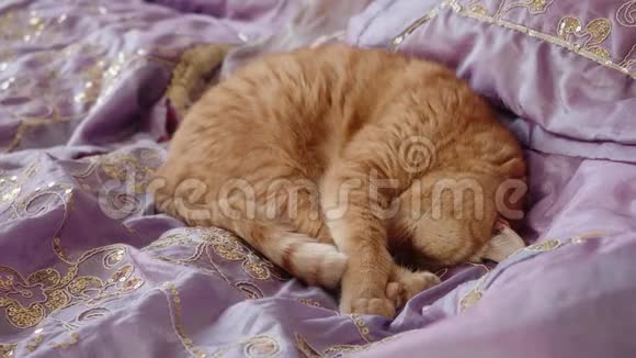 红色的英国猫蜷缩着睡在被紫罗兰覆盖的床上视频的预览图