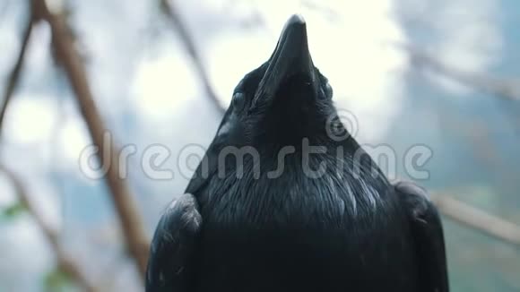 大黑普通乌鸦的肖像森林中的野鸟视频的预览图