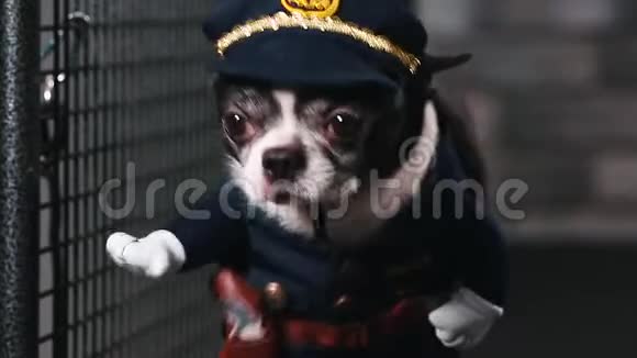 健身动机搞笑笑话打扮成警察的小狗走在跑步机上很酷的宠物录像片段视频的预览图