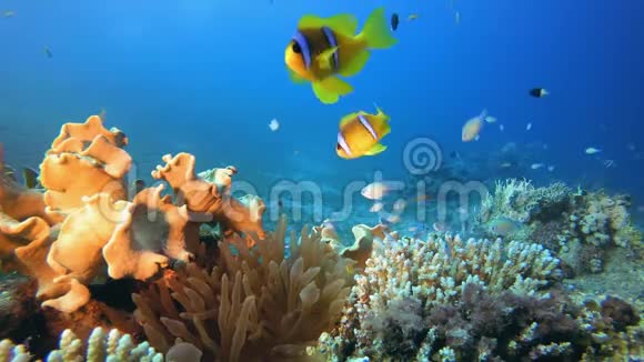 水下五颜六色的软珊瑚小丑鱼视频的预览图