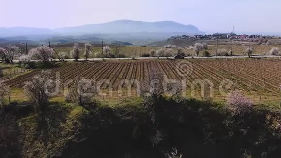 春天盛开的杏树乡村的风景在裸露的葡萄园里视频的预览图
