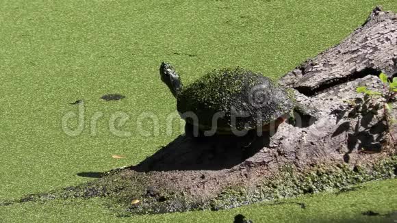 佛罗里达沼泽的大海龟晒太阳视频的预览图