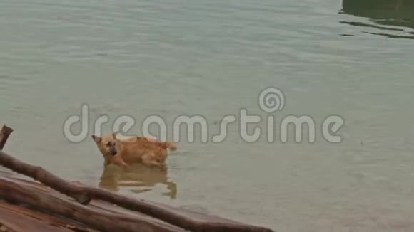 狗游到海湾支线的渔船上视频的预览图