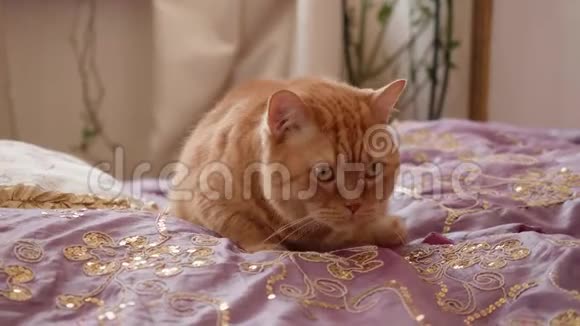金毛的英国猫懒懒地坐在床上眨眼视频的预览图