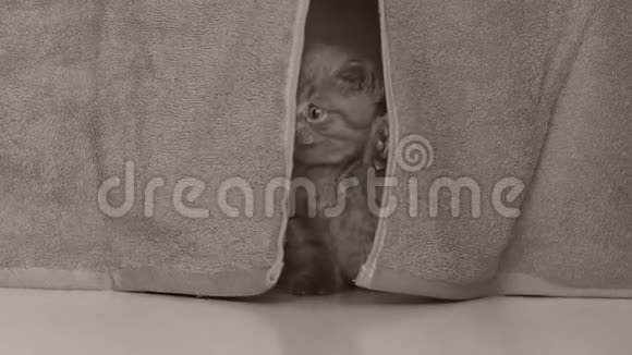 从窗帘上看到小猫的头视频的预览图