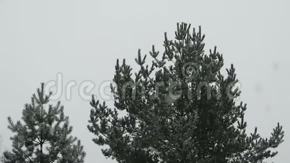 落在松树上的雪视频的预览图