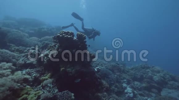 潜水员漂浮在水下的蓝色海洋附近的珊瑚礁和鱼类海上潜水视频的预览图